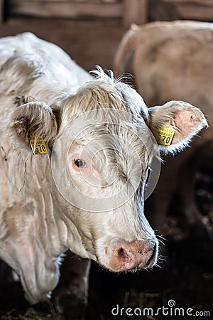 Portrait of young cow calf Charolais in farm Editorial Stock Photo