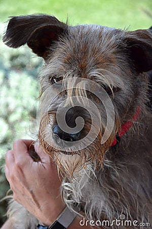 Faithful looking mixed breed schnauzer dog Stock Photo