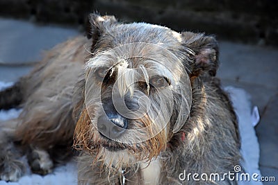 Faithful looking mixed breed schnauzer dog Stock Photo