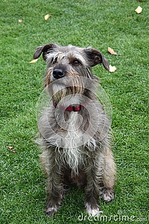 Faithful looking mixed breed schnauzer dog Stock Photo