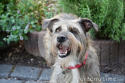 Faithful looking mixed breed schnauzer dog Stock Photo