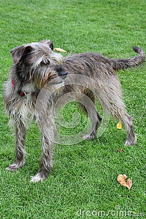 Faithful looking mixed breed schnauzer dog Stock Photo