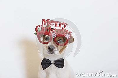 portrait of a young cute dog wearing a black bowtie and glasses with merry christmas sign. white background. Christmas concept Stock Photo