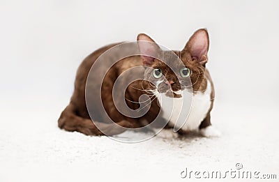 Portrait of young devon rex cat Stock Photo