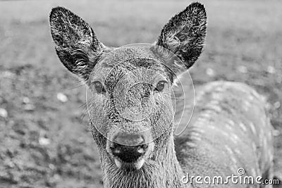 Portrait of a young doe posing outdoor in zoo. Stock Photo