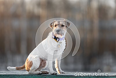 Portrait of young dog of parson russell terrier breed sitting on bench Stock Photo
