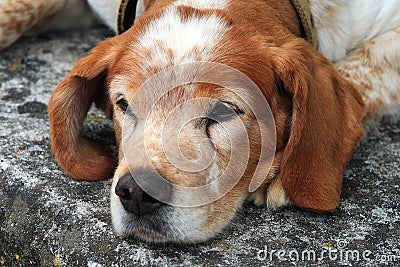 Portrait of the young dog on street Stock Photo