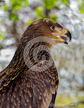 Portrait of a young eagle shot in the forest Stock Photo