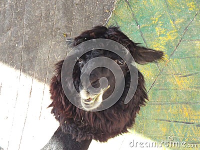 Portrait of a young funny alpaca Stock Photo