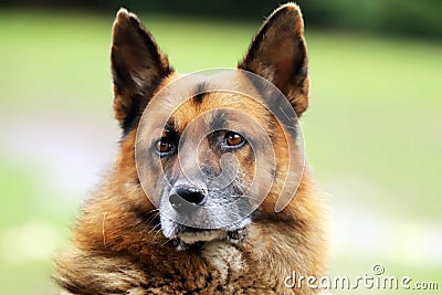 Portrait of a young german shepherd on a trail in the green Stock Photo