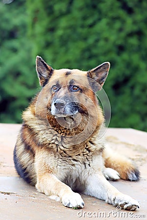 Portrait of a young german shepherd on a trail in the green Stock Photo