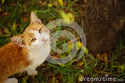 Portrait of a young ginger white cat walk in the summer garden Stock Photo