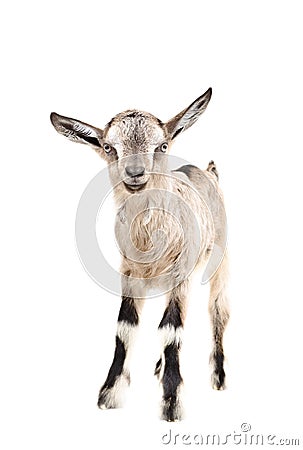 Portrait of a young gray goatling Stock Photo