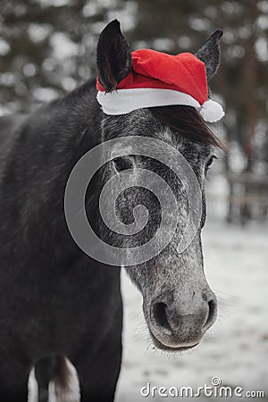Young grey trakehner mare horse in red cap Stock Photo