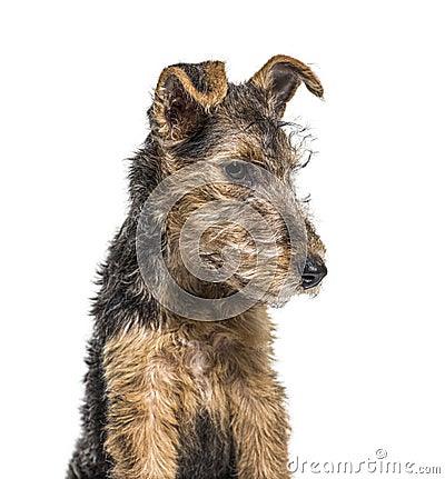 Portrait of a Young Grizzle and tan Lakeland Terrier dog sitting Stock Photo