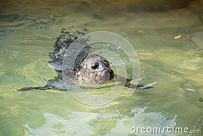 Portrait of young harbor seal Stock Photo