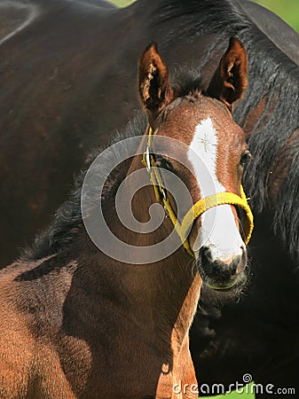 Portrait of Young Horse Stock Photo