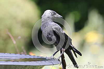 Portrait of a young Jackdaw Stock Photo