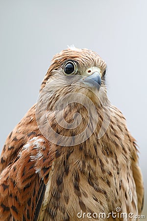 Portrait of a young kestrel Stock Photo