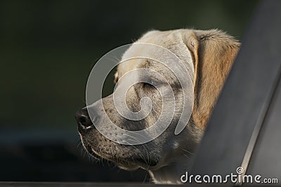 portrait of young Labrador dog looking out of window Stock Photo