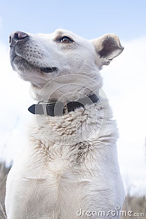 Portrait of a young Labrador sitting on a snowy day. Family pet dog playing and being treated. White Labrador in Snow Stock Photo