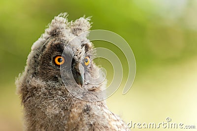 Portrait of a young long-eared owl Asio otus. Close Up. Stock Photo