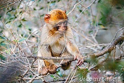 Portrait of a young macaque Stock Photo