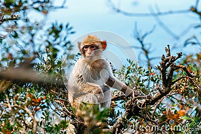 Portrait of a young macaque. Stock Photo