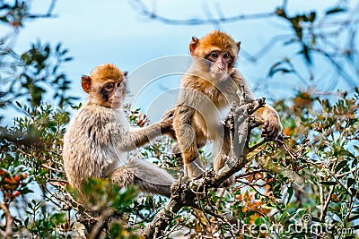 Portrait of a young macaque Stock Photo