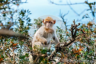 Portrait of a young macaque Stock Photo