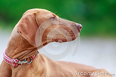 Portrait of a young Magyar Viszla dog Stock Photo