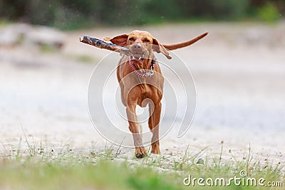 Portrait of a young Magyar Viszla dog Stock Photo