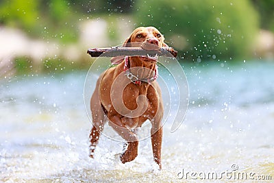 Portrait of a young Magyar Viszla dog Stock Photo