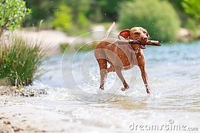 Portrait of a young Magyar Viszla dog Stock Photo