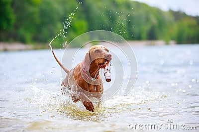 Portrait of a young Magyar Viszla dog Stock Photo