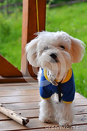 Portrait of a young Maltese Stock Photo