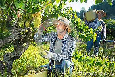Portrait of young man farmer picking harvest of green grapes Stock Photo