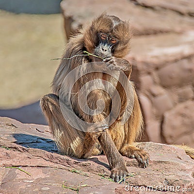 Portrait of young and playful African baboon Stock Photo