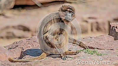 Portrait of young and playful African baboon Stock Photo