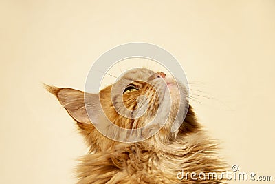 Portrait of a young (red blotched tabby) Maine Coon female cat watching the sky Stock Photo