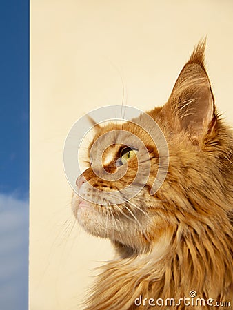 Portrait of a young (red blotched tabby) Maine Coon female cat watching the sky Stock Photo