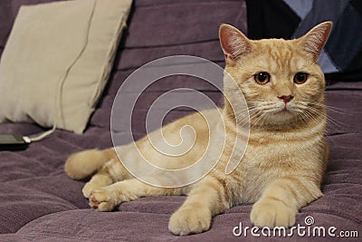 Portrait of a young red cat on the couch Stock Photo