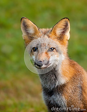 Portrait of a young red fox Stock Photo