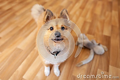 Portrait of a young Shetland Sheepdog Stock Photo