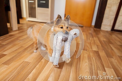 Portrait of a young Shetland Sheepdog Stock Photo