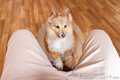 A Shetland Sheepdog indoors Stock Photo