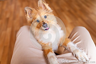 A Shetland Sheepdog indoors Stock Photo