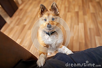 Portrait of a young Shetland Sheepdog Stock Photo