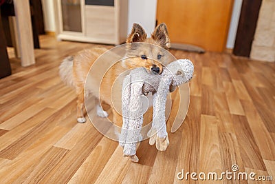 Portrait of a young Shetland Sheepdog Stock Photo