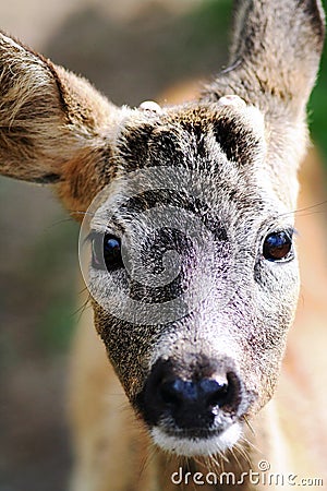 Portrait of a young sika deer Stock Photo